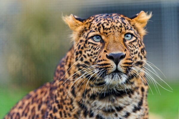 The view of the Amur leopard in the wild