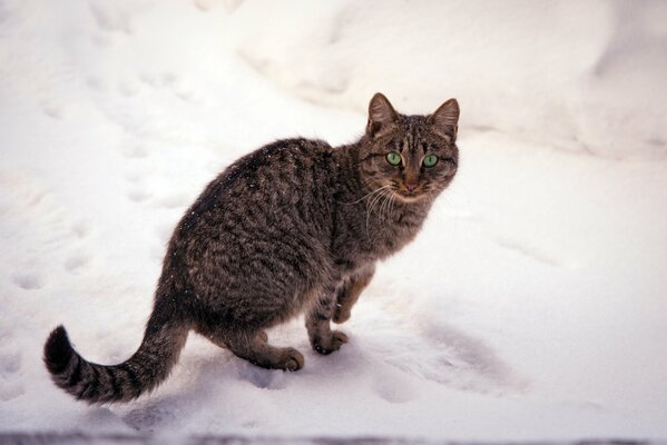 Dark cat on white snow