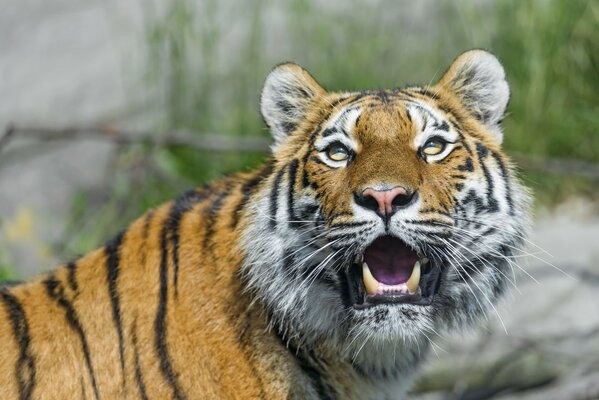 El tigre de Amur mostró colmillos