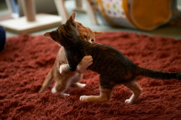 Batalla de pequeños titanes peludos