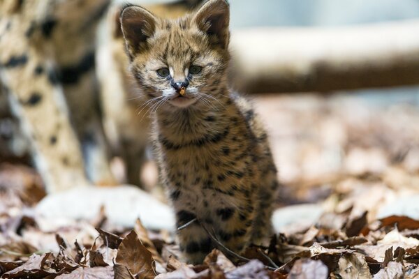 Baby serval auf der Jagd in Blättern