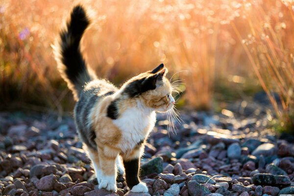 Gato tricolor en un paseo