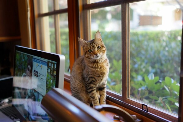 Il gatto si siede vicino al computer sulla finestra