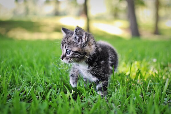 Gatito gris en la hierba en verano