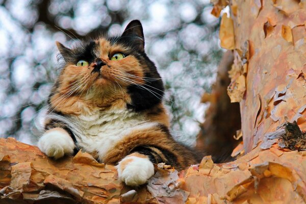 Multicolored cat on a tree