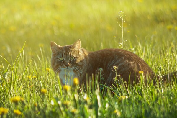 Red cat in the grass with flowers