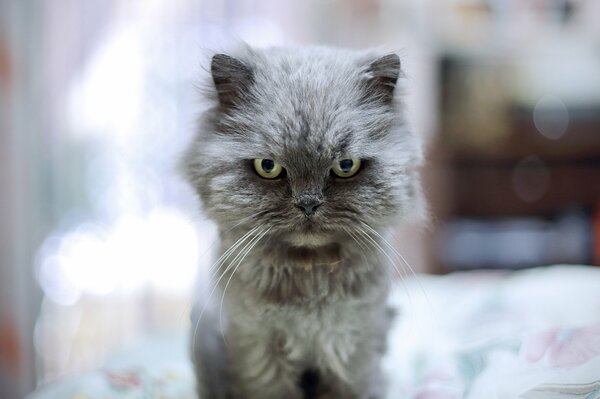 Angry fluffy cat on a blurry background