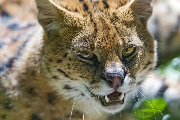 Ghigno felino furbo sulla faccia rossa