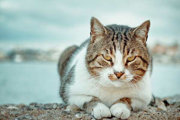 Énorme chat se trouve sur les rochers