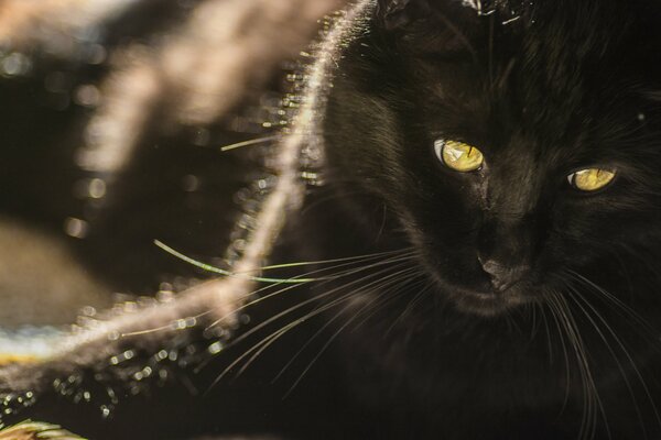 Schöner Blick einer schwarzen Katze