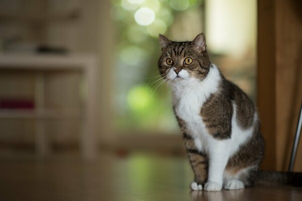 Hermoso gato sentado posando para un retrato