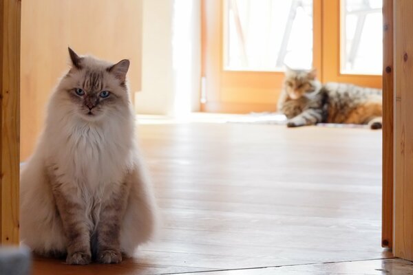 Due gatti sdraiati sul pavimento