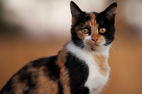 Gatto colorato con gli occhi gialli