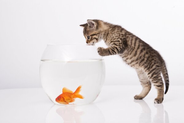 A kitten with an aquarium with a goldfish on a white background