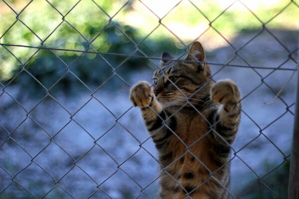 El gato tras las rejas. Bigote violador de la ley