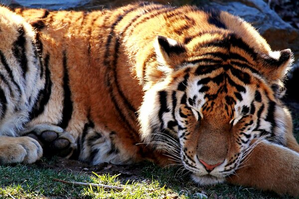 Sleeping tiger in a sunny glade