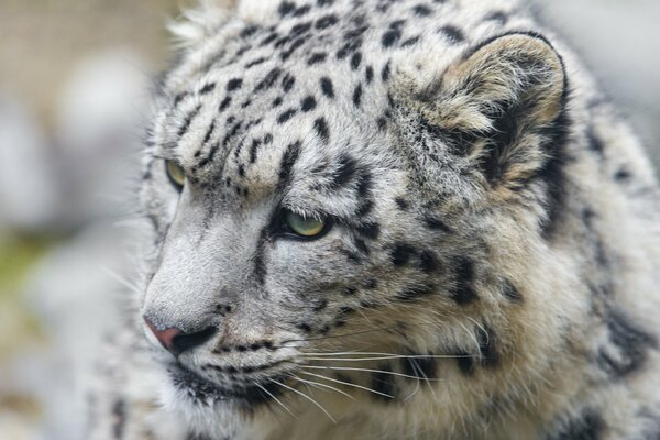 White snow leopard with spots