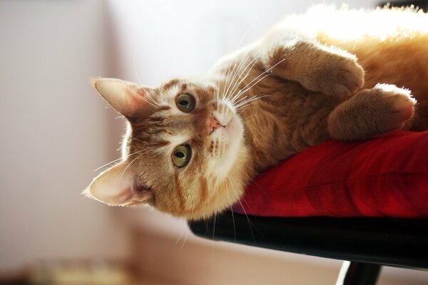 El gato rojo en la almohada acostado