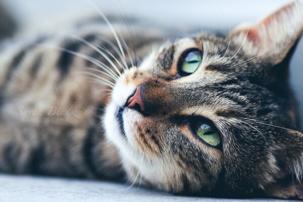 Grünäugige gestreifte Katze mit Schnauze im Rahmen