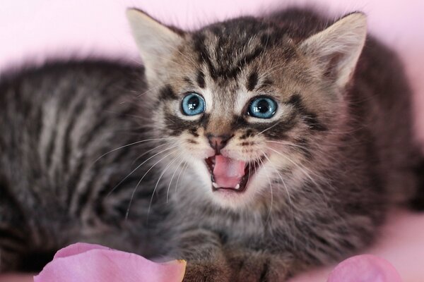 Blue-eyed striped kitten hisses