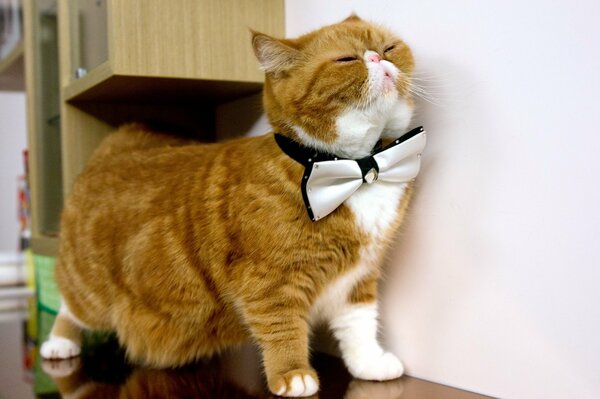 Chat roux fait maison avec bowknot