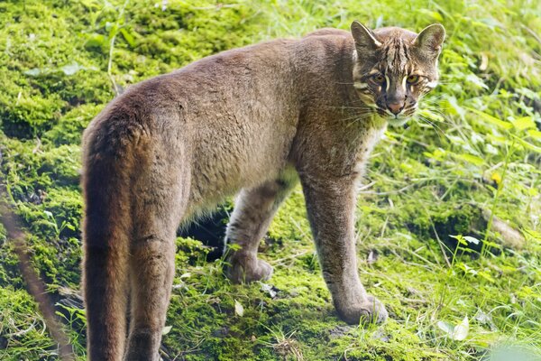 The golden cat is standing on the grass