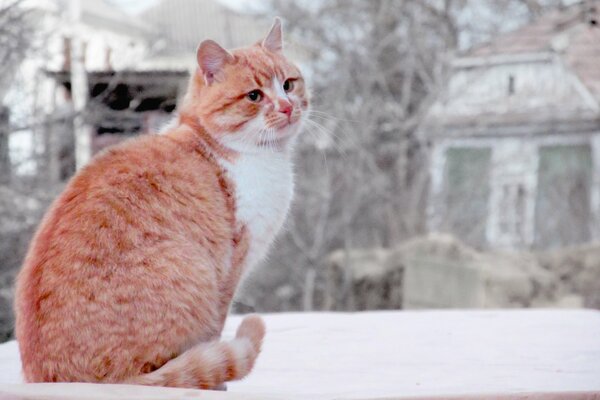 A red-haired cat in a winter city