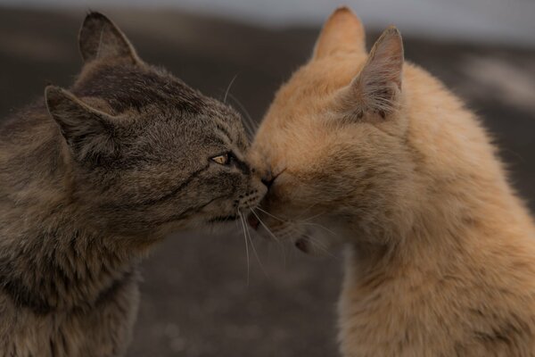 Chat gris lave le roux