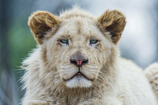 Museau sérieux du Lion blanc