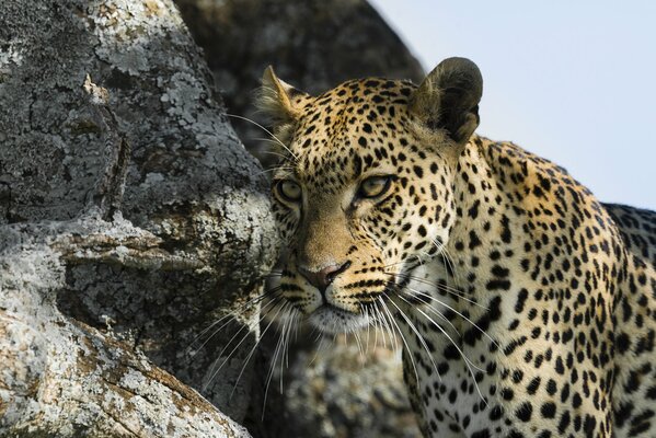 Ein Leopard mit langem Schnurrbart schaut in die Ferne