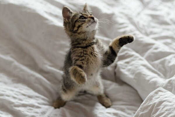 Piccolo gattino in piedi nel rack