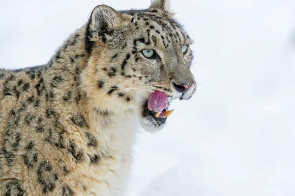 Grand chat des neiges canine