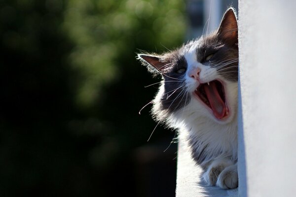 La faccia di un gatto sbadigliante sul balcone