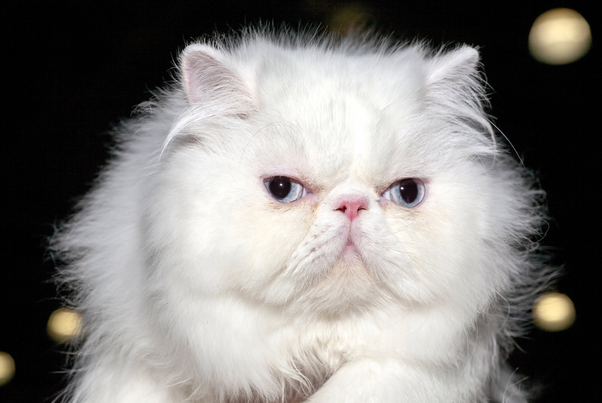 gatto persiano bianco peloso occhi vista sfondo sfocatura