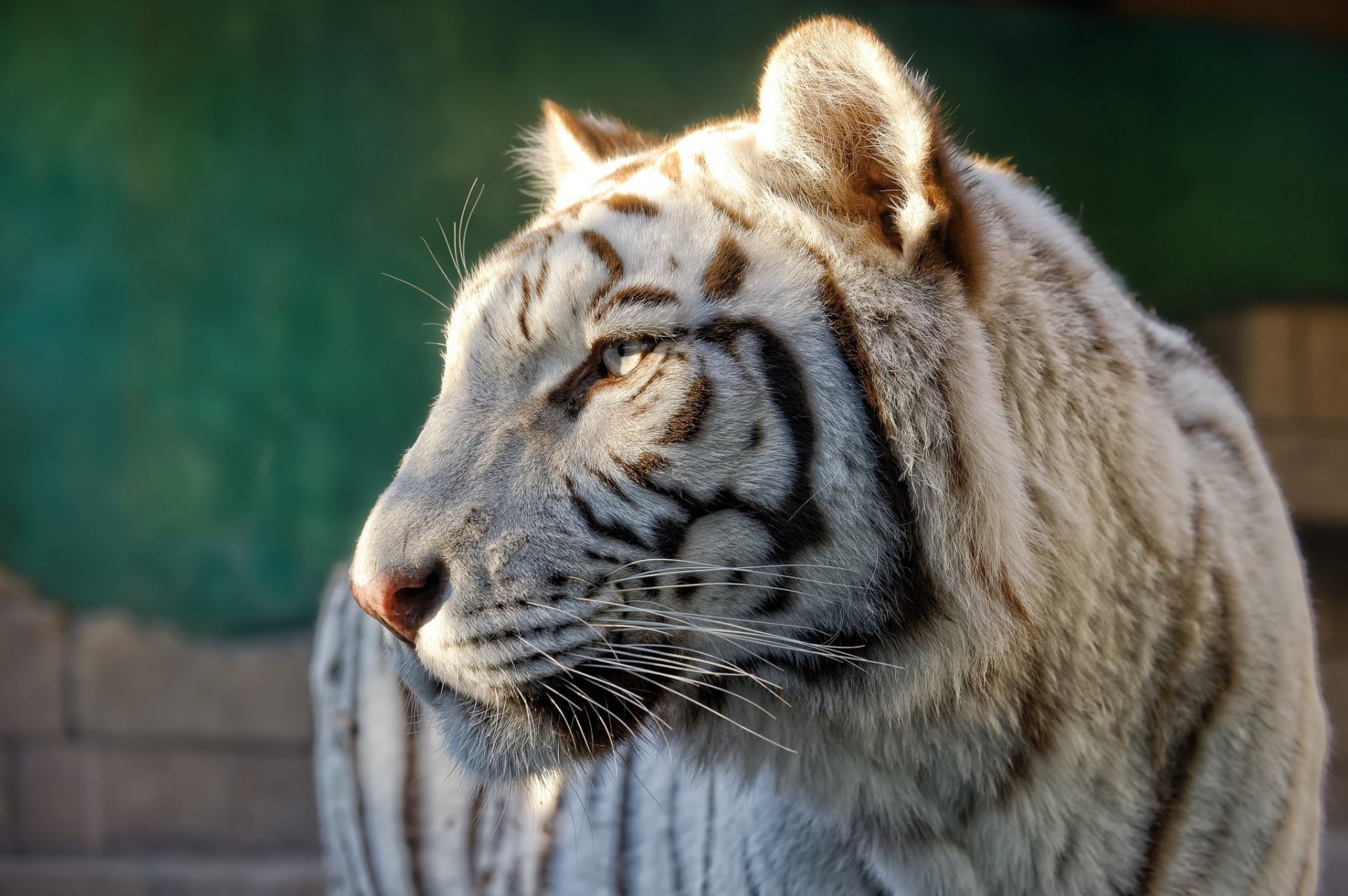 tigre blanc chat sauvage prédateur museau profil