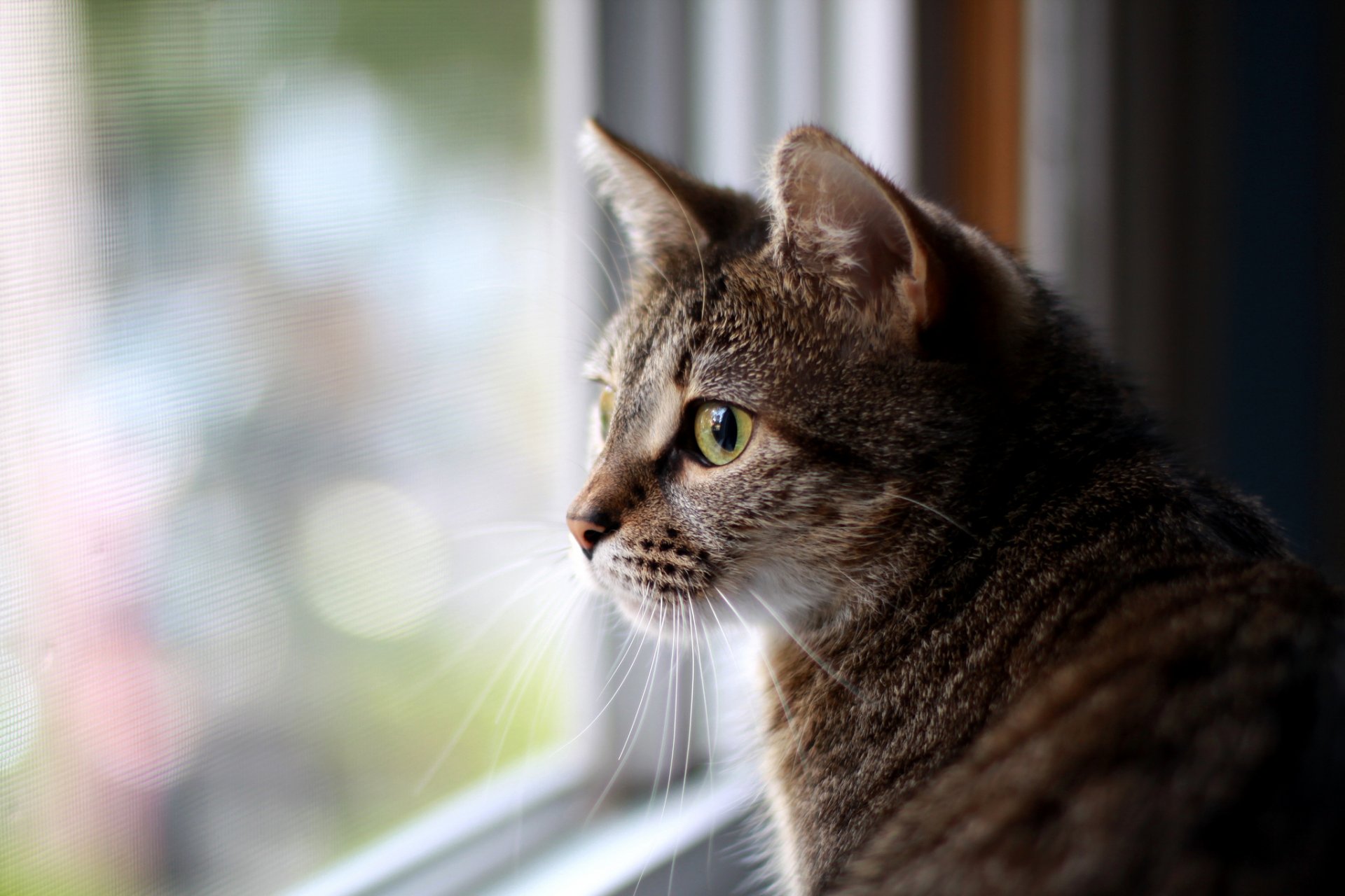 katze blick schnauze