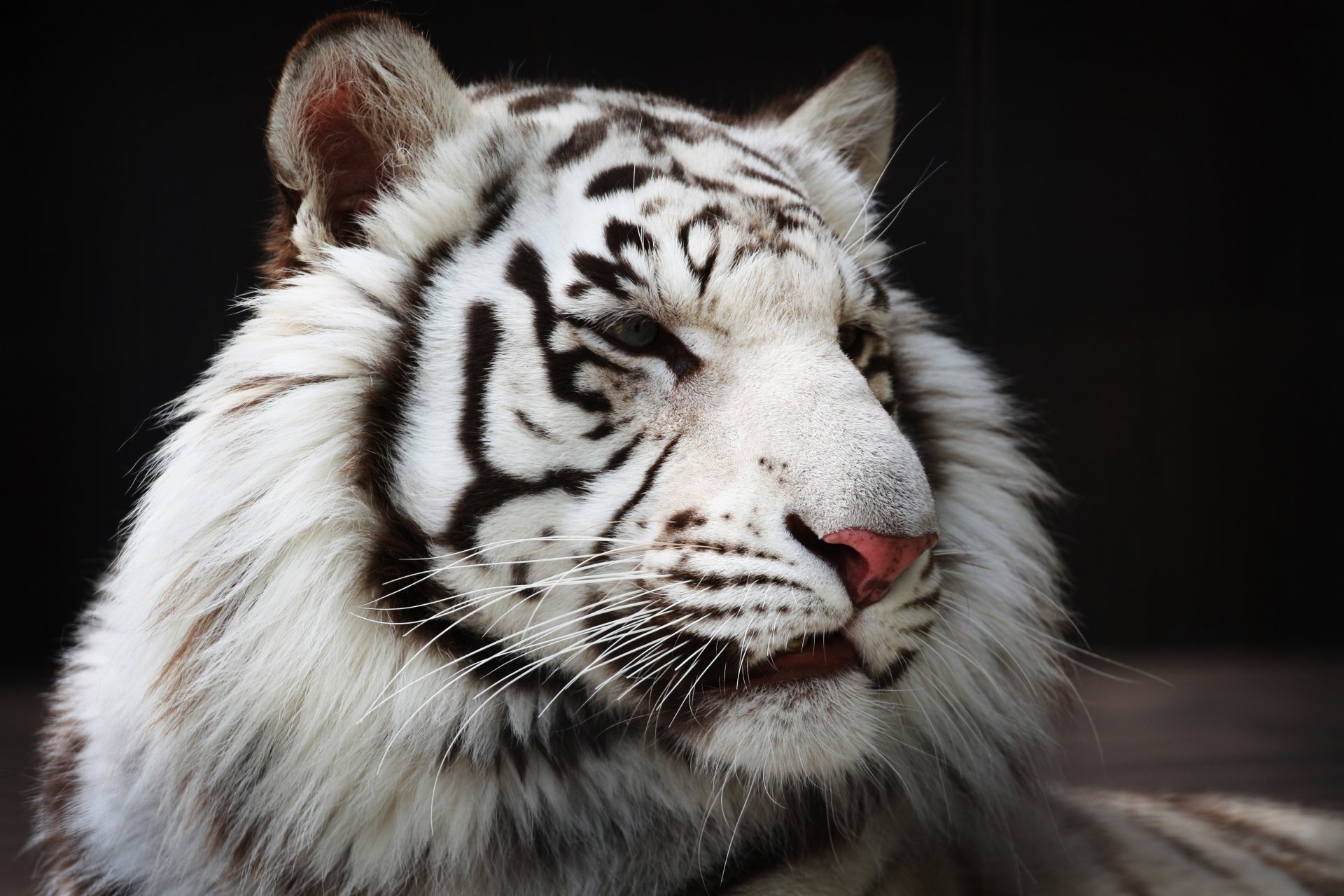 white tiger wild cat predator face fur