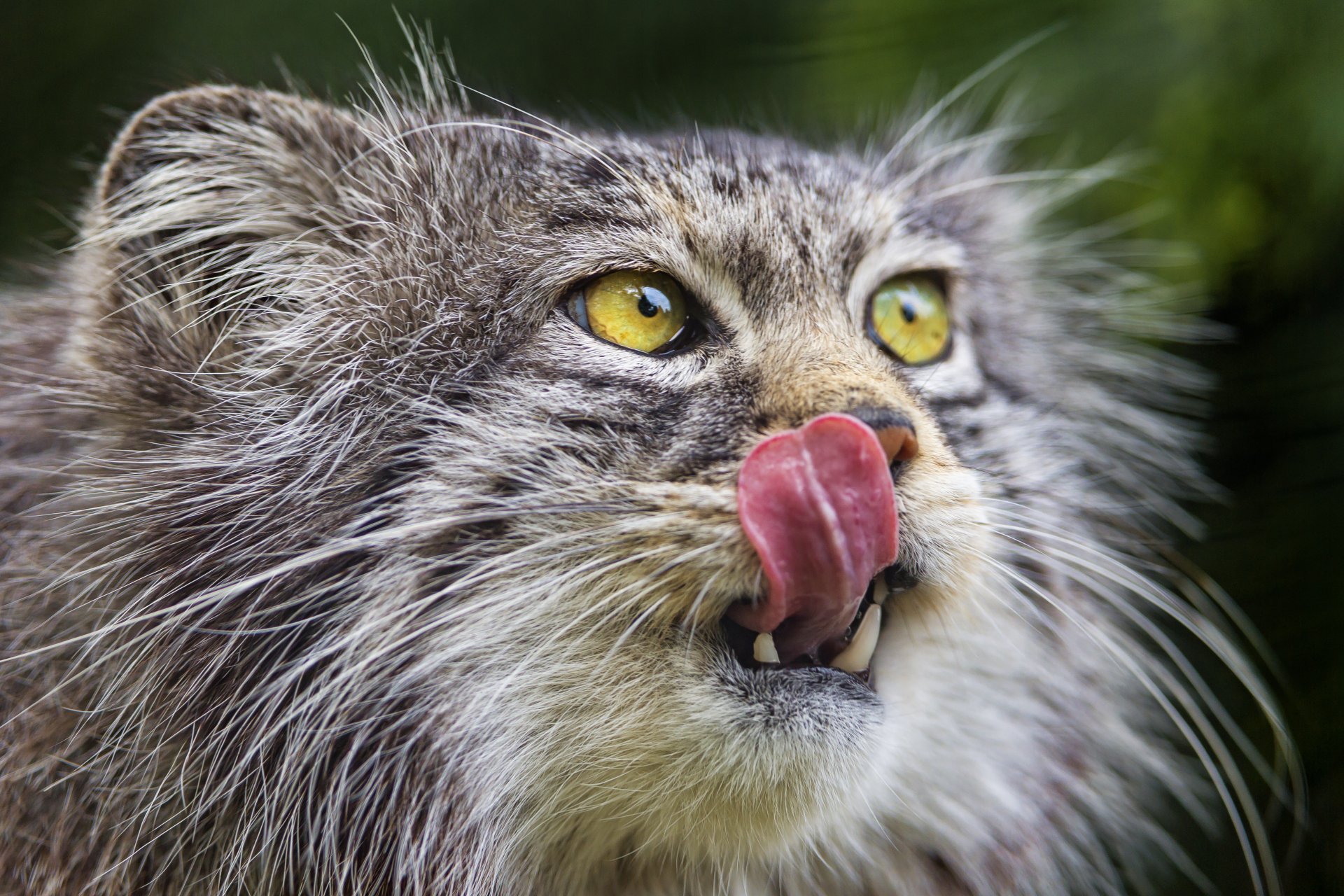 manul kot pysk język ©tambako the jaguar