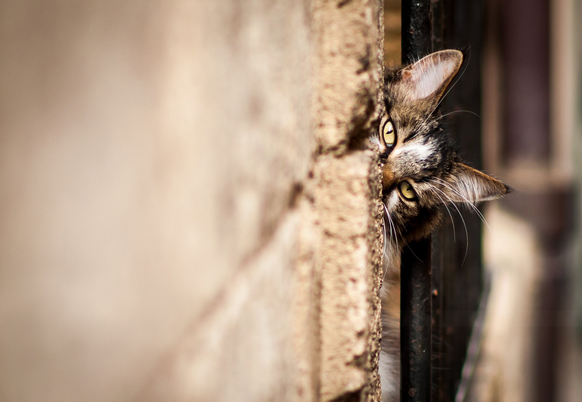 chat chat chat museau peeping regarder mur