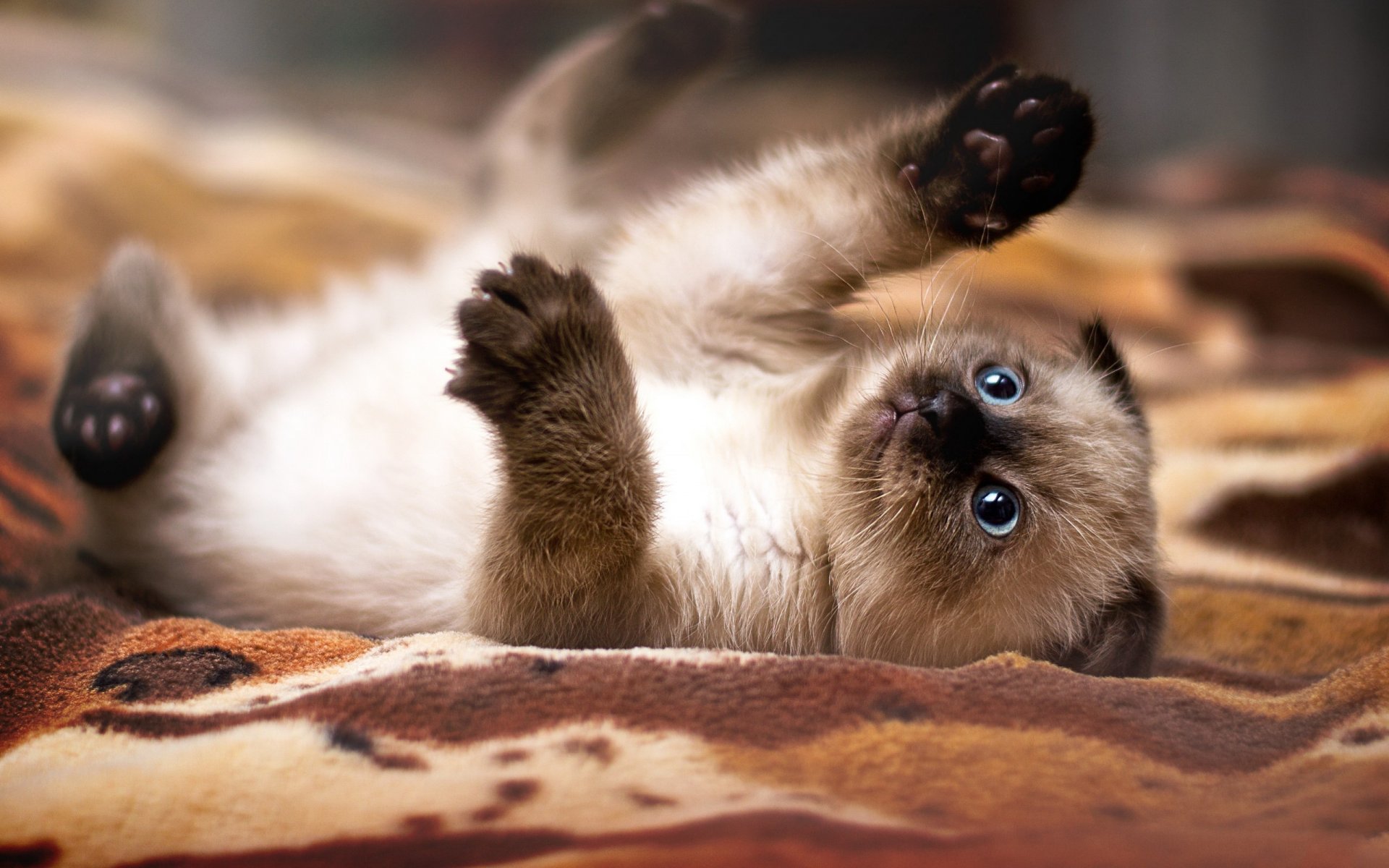 hd wallpapers kitten nyasha playful mood foot claws siamese cat