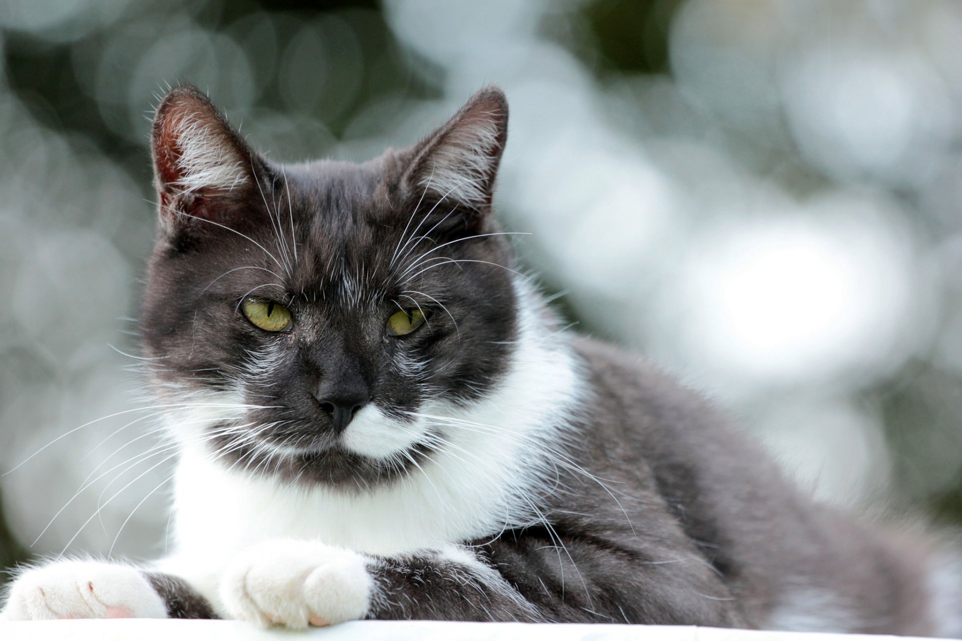 katze katze weiß-schwarz aussehen hintergrund blendung