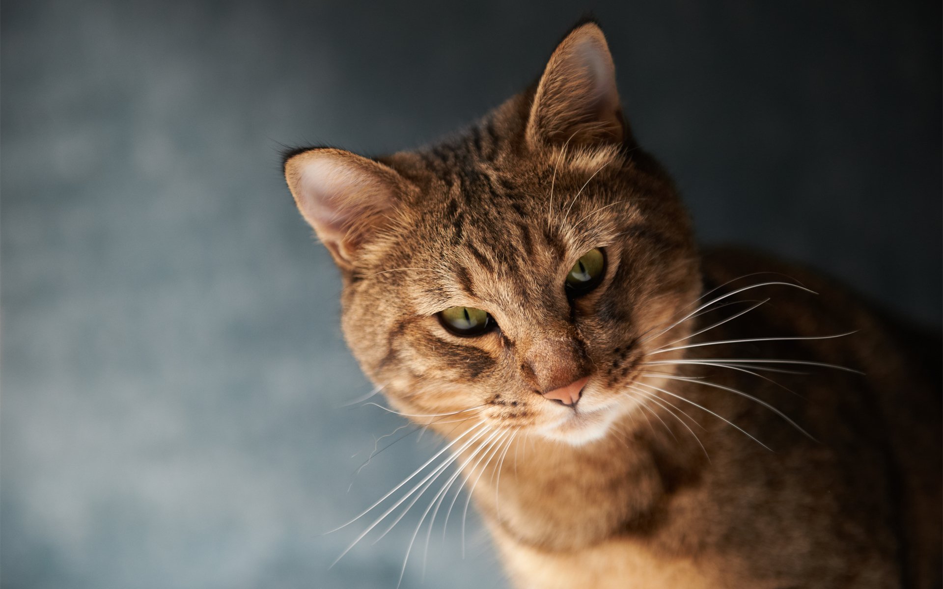 chat museau moustache fond