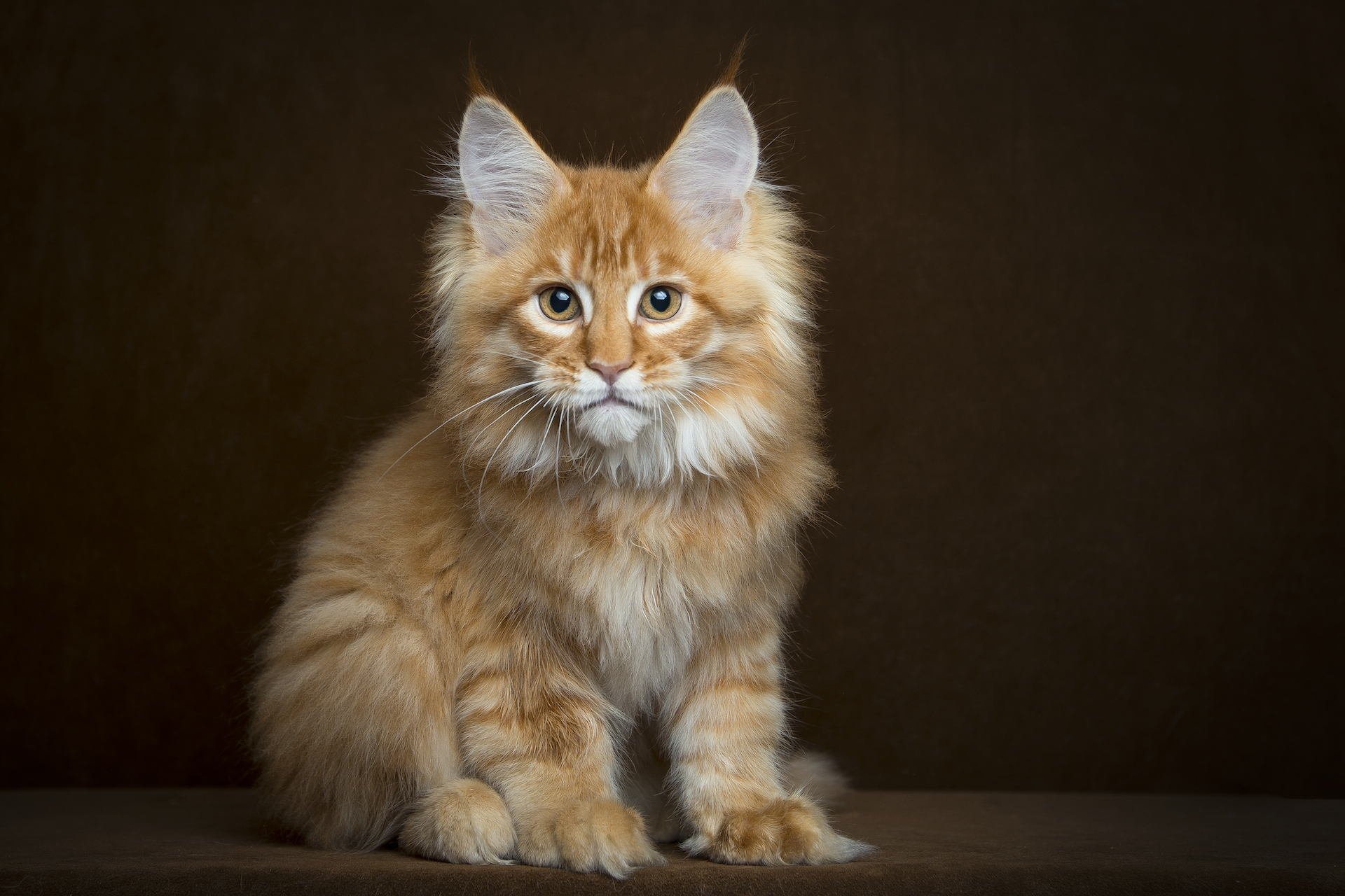 cat maine coon red furry view background