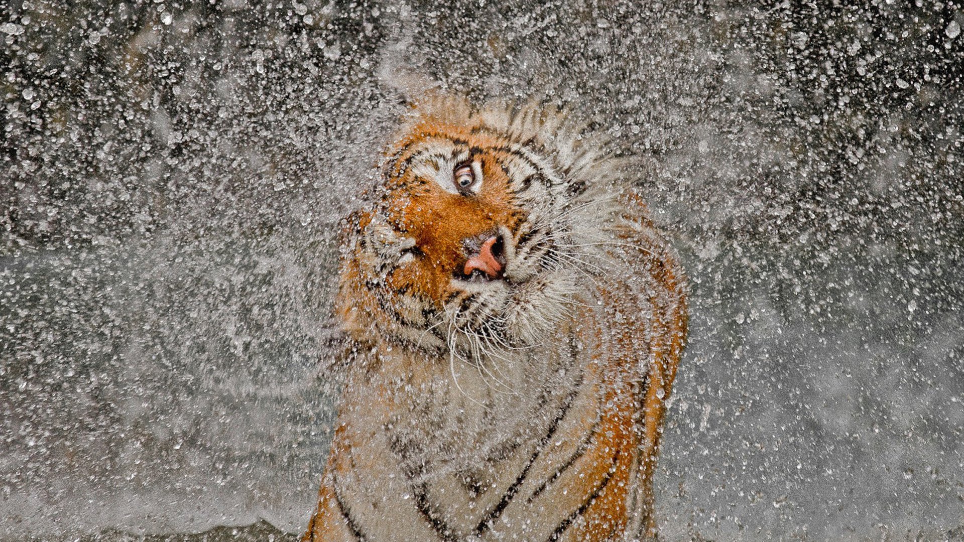 tiger schnauze spritzen