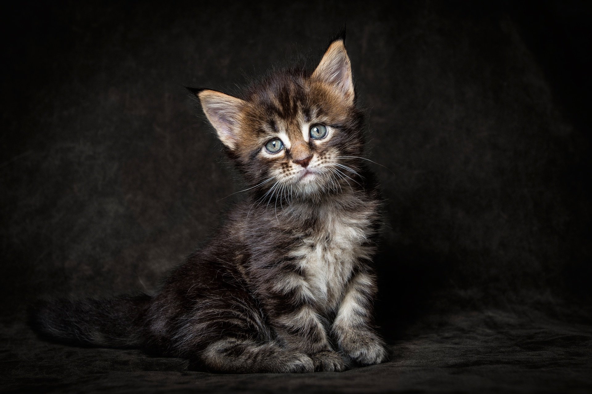 maine coon chaton chat vue fond sombre