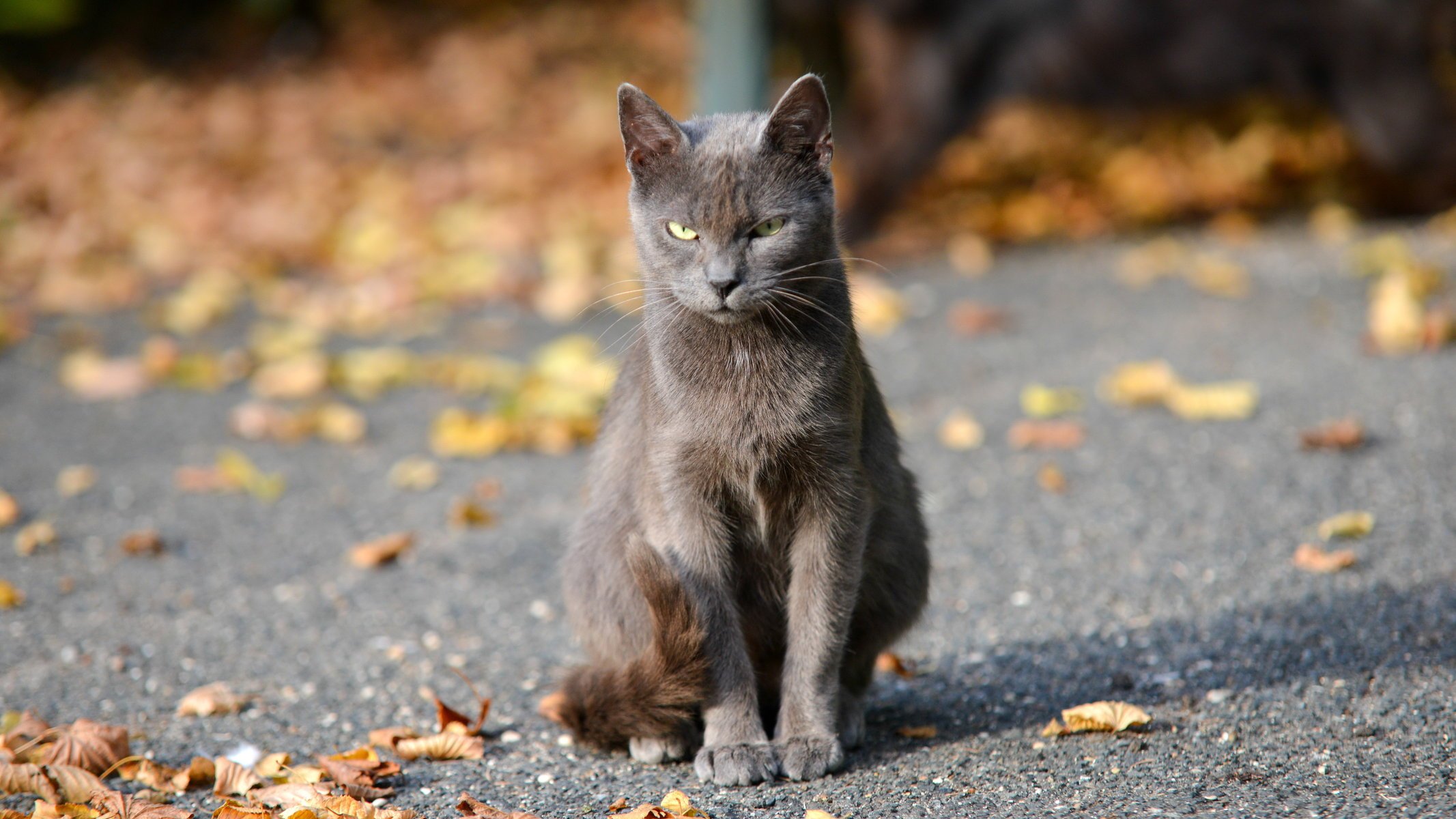 gatto autunno bokeh sguardo