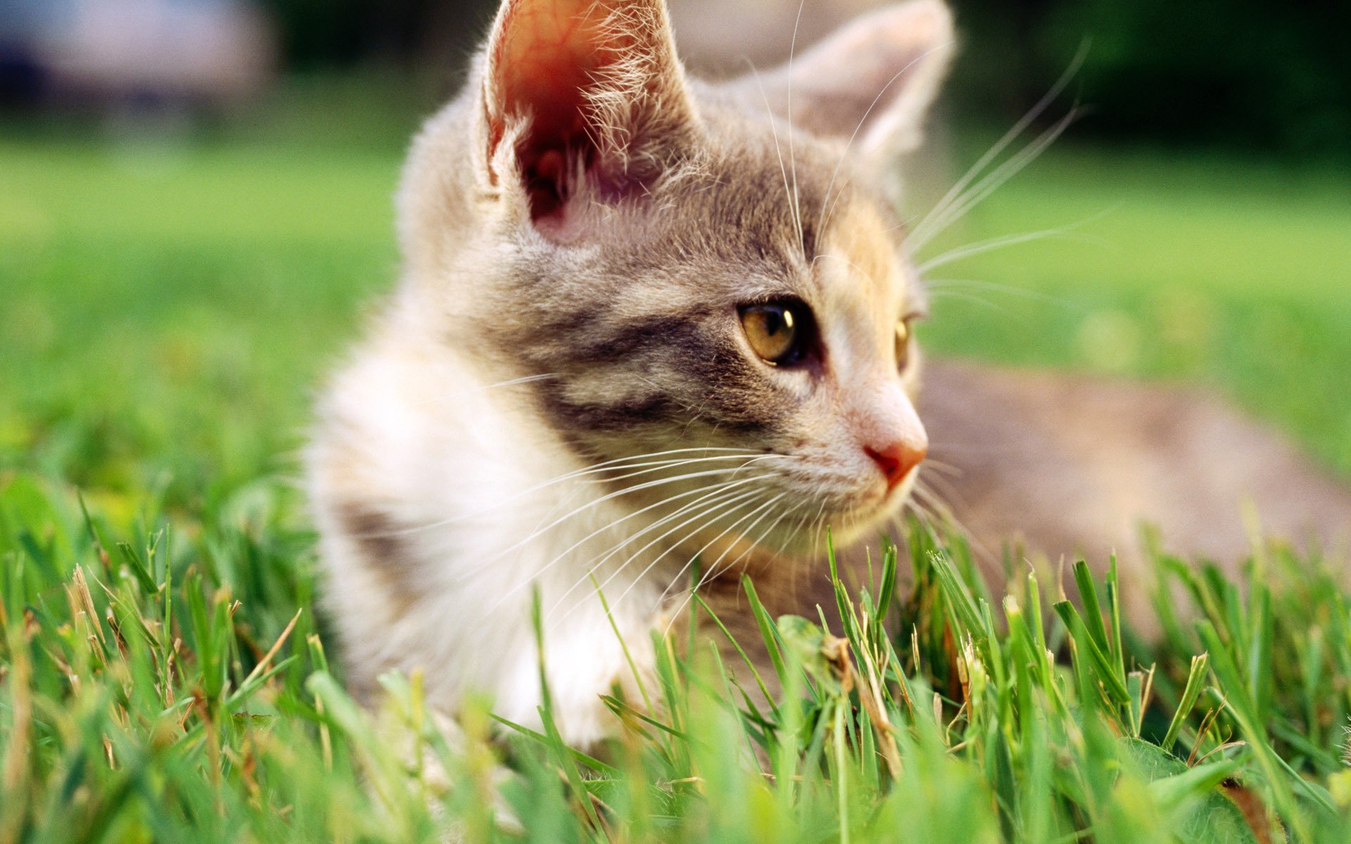 chat chat gros plan herbe blanc