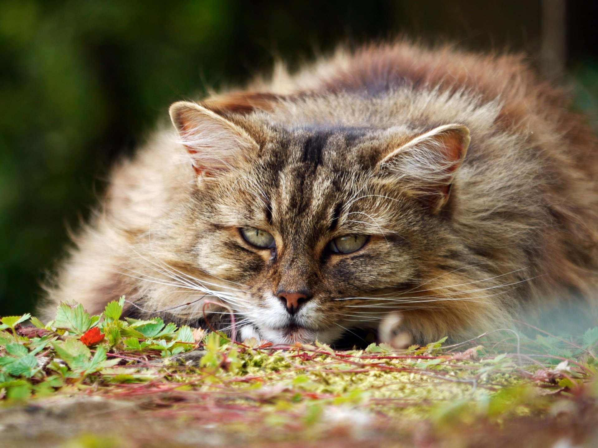 cat major furry face view