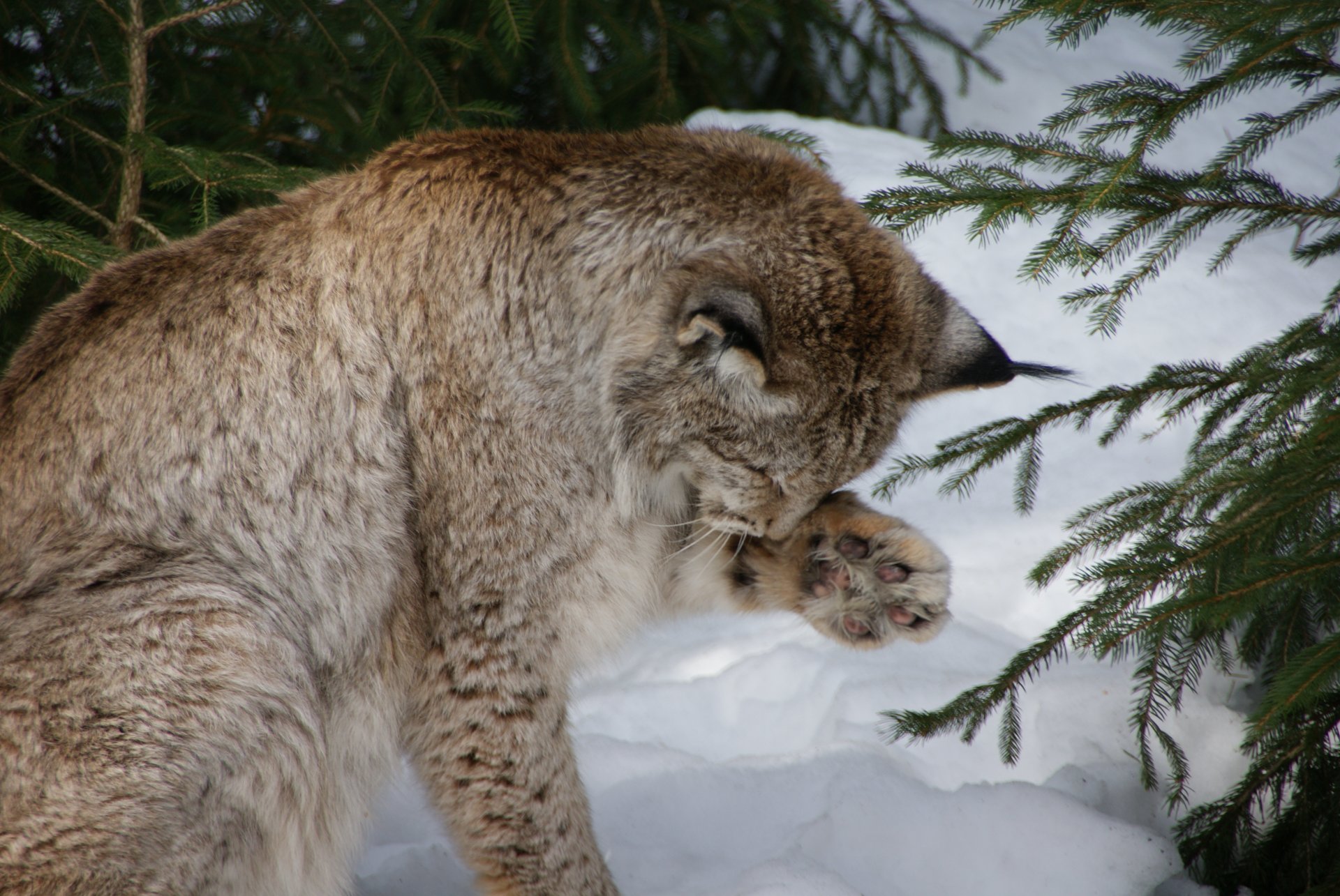 eurasischer oder gewöhnlicher luchs lynx lynx waschen selbstpflege persönliche hygiene sich selbst in ordnung bringen toilette machen schnee äste deutschland