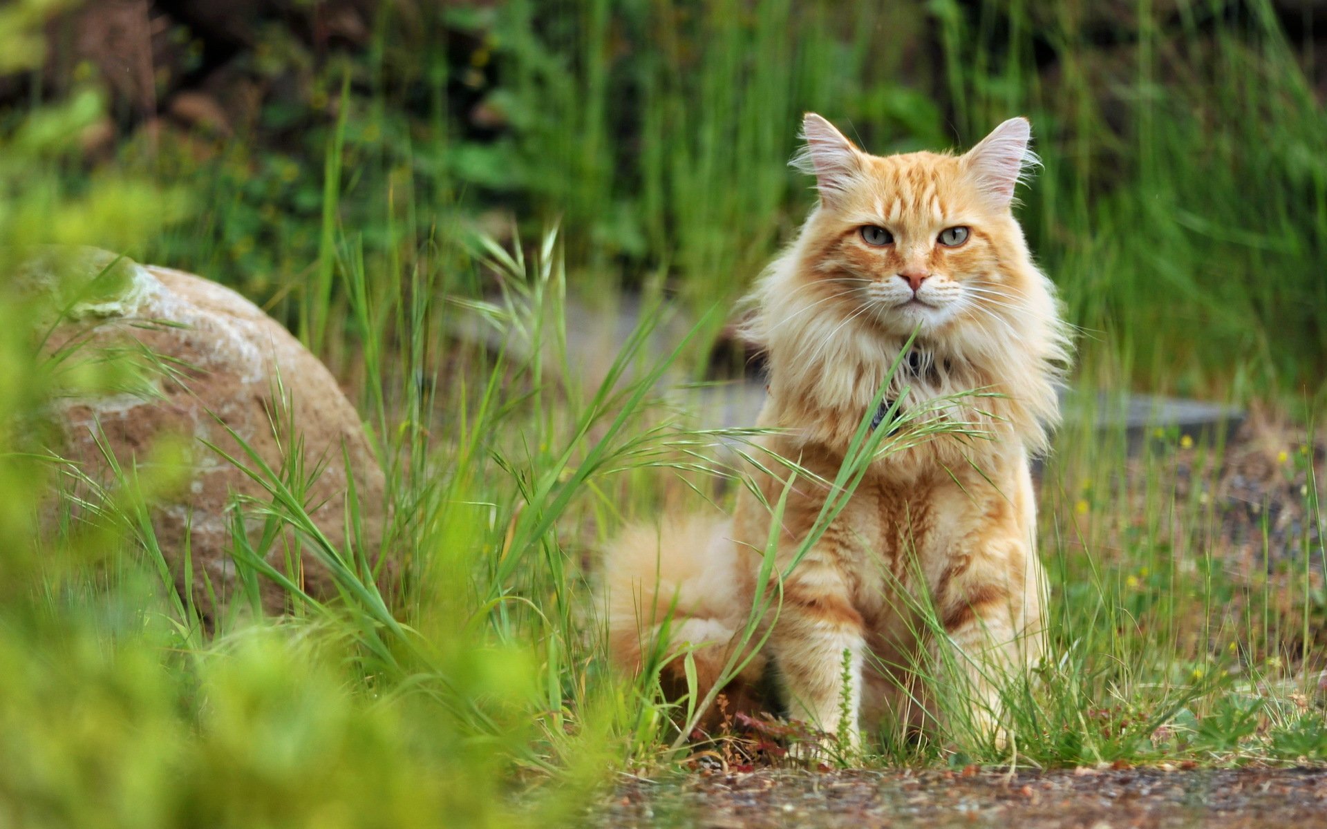 chat vue nature